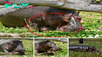 Fisherman narrowly escapes with his life from jaws of hippo in terrifying attack