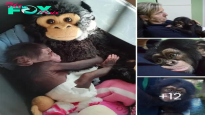 Heartbreaking Mystery: Rejected by His Mother, A Baby Chimpanzee Clings to a Stuffed Monkey for Comfort