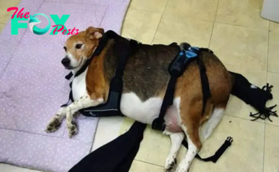 SO.Portly Pup: Overweight Beagle Found in a State of Immobile Overindulgence.SO