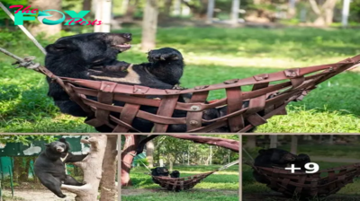 Rescued Bear With 3 Legs Hangs Out In Hammock At The Same Time Every Single Day