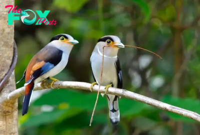 C5/Discovering the Enchanting World of the Silver-Breasted Broadbill Bird ‎