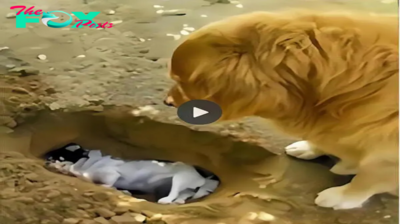 nht.Desconsolado por la pérdida de su fiel amigo, Snoopy, el astuto perro, excavó un hoyo para darle sepultura, conmoviendo profundamente a todos los testigos con su conmovedor gesto de amor.