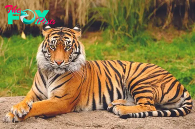 Roaring Majesty: The Captivating World of Tigers H13