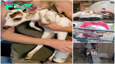 Kindness Rewarded: Rescuing a Fawn in Need Touches Hearts Around the World