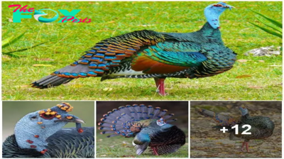 Orange head ‘warts,’ copper-colored wings, and iridescent blue-gold eyespots, all combine to create a large, highly distinctive gamebird!