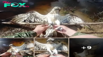 Hawk Tangled In Fishing Net Gave Up Hope But A Kind Man Couldn’t See Him Suffer