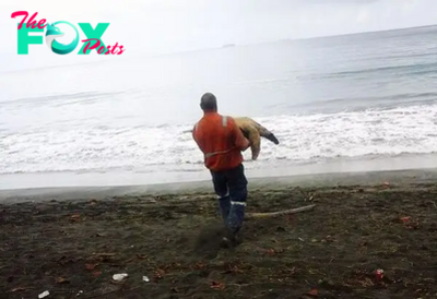 .Heroic Act: Rescuing Live Turtles from Fish Markets and Returning Them to the Ocean..D