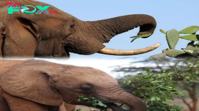 Elephants vary what they eat for dinner every night – just like humans