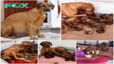 nht.Left alone in the cold snow, a courageous pregnant dog gives birth to 15 beautiful puppies, defying hardship and showcasing the strength of her maternal instincts.