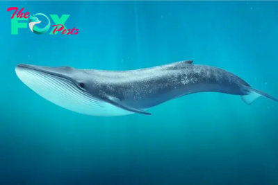 The Majestic Giants of the Ocean: Whales