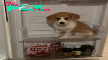 QT Beagle’s Cool Strategy: Finding Relief in the Fridge