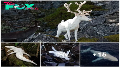 White animals resembling myths in our colorful world