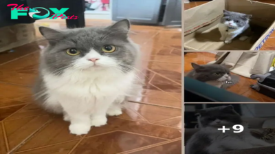 Quiet Cat Finally Uses His Voice — And Says Something That No One Expected