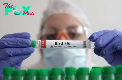 US awards Moderna $176m for bird flu vaccine development