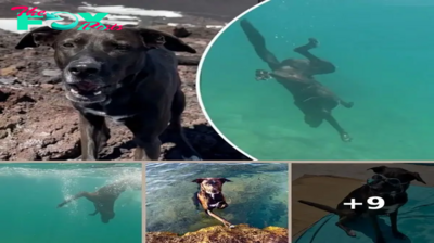 My rescue dog was terrified of water — now she’s a deep-sea diver