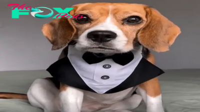 QT “The Charming Beagle: A Stylish Sidekick with a Sympathetic Secret”