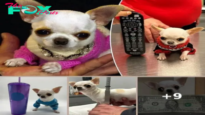 World’s shortest dog is just 3.59 inches tall — and ‘a bit of a diva’