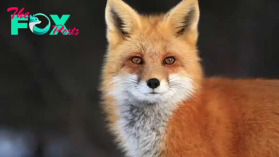 The Enigmatic Fox: Intelligence, Adaptability, and Ecological Role H13