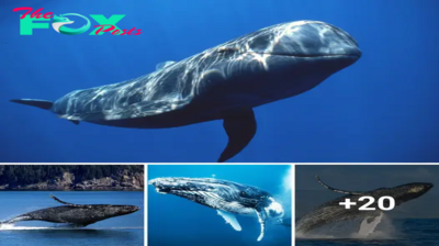 Whales: Guardians of the Oceanic Realm: Their Majesty and Conservation H14