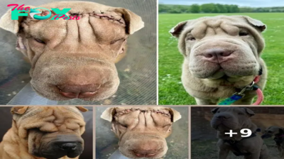 This rescue dog can see again — thanks to a face-lift
