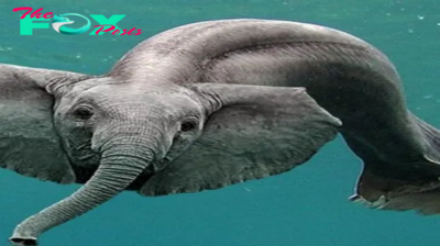 A dolphin-elephant hybrid in the water? The wonders of nature are endless.