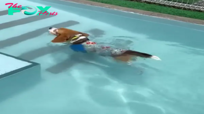 QT Beagle Takes a Refreshing Swim: A Delightful Summer Adventure
