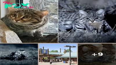 World’s deadliest — but most adorable — cat arrives at Utah Zoo: ‘feisty personality’