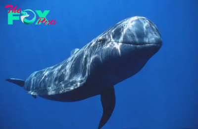 Gentle Giants of the Deep: Exploring the World of Whales H11