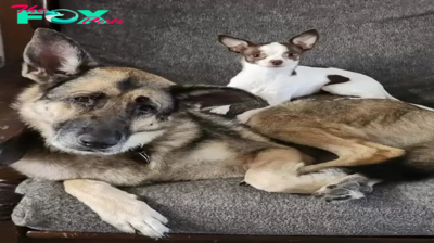 NN.When Bella, the 7-year-old German Shepherd, met her new diminutive younger sister, a 4-year-old Chihuahua, she immediately embraced her with affection, treating her like her own precious “baby,” thus forging a heartwarming bond from the very beginning.