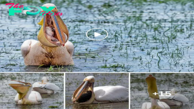 Devouring: 15 terrifying minutes as Pelican tries to swallow giant catfish captured in epic video (Video)