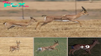 Rare six-legged gazelle spotted in Israel, thriving ‘contrary to expectations’