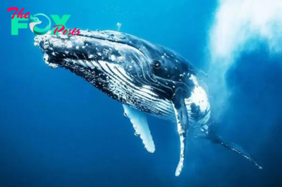 The Enigmatic World of Whales: Giants of the Ocean H13