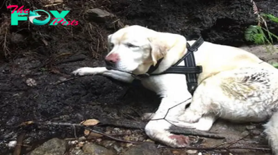 NN.Despite overwhelming odds, rescuers found the blind dog nestled deep within the rugged mountains after an 8-day disappearance, showcasing the unwavering strength of determination and hope in challenging times.