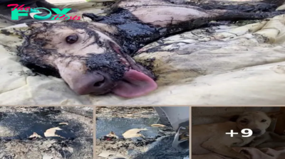 Watch the heroic moment a dog trapped in toxic molten rubber is rescued