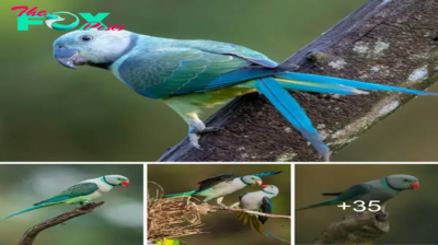 Exploring the Splendor of the Malabar Parakeet: Discovering the ᴜпіqᴜe Beauty and Vibrant Colors of this Enchanting Bird.sena