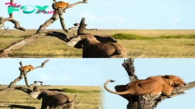 Incredible Serengeti Showdown: Lioness Chased Up a Tree by Furious Elephant!