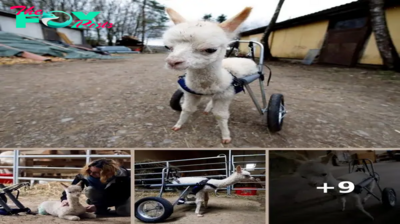 Orphaned baby alpaca walks again with her own set of wheels
