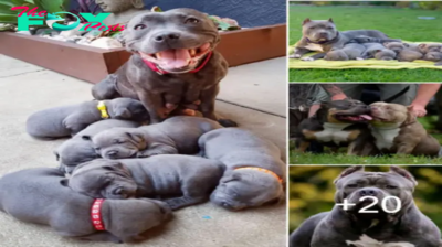 The proud pitbull mother joyfully welcomes six adorable puppies, spreading love everywhere.hanh
