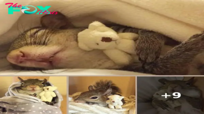 This Squirrel who survived the Storm has his little Teddy Bear and Won’t let him go!