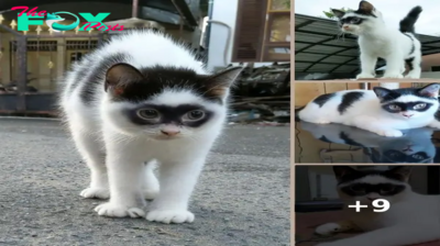 This ‘Zorro’ cat is making his mark as a viral sensation on TikTok