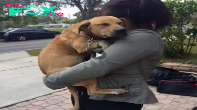 SO.After 630 Days in the Shelter, Lucky the Dog Finds a Home and Falls Asleep in His New Owner’s Arms, Moving Onlookers to Tears.SO