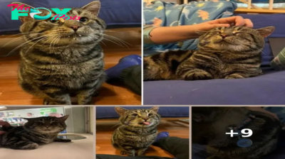 ‘Very sad and depressed’ cat adopted after becoming a viral sensation