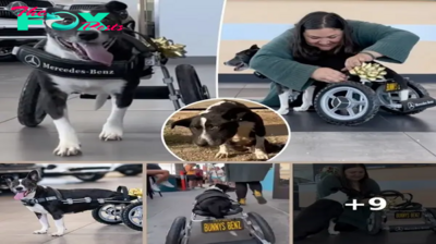 Two-legged dog gifted custom Mercedes-Benz wheelchair in heartwarming video