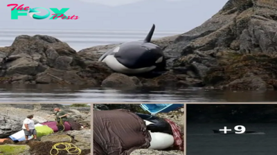 Beachgoers rush to help baby orca when they hear her cries. Then they learn her fate.