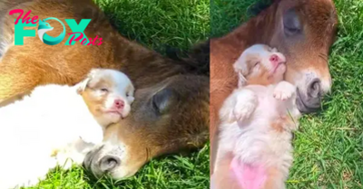 SO.A Heartwarming Nap: A Puppy and Foal’s Unbreakable Bond of Friendship!.SO