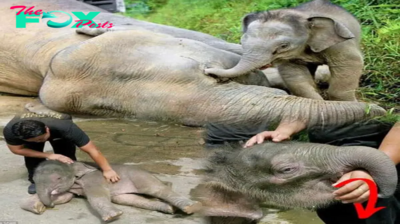 Miracle of Survival: Orphaned Pygmy Elephant Finds Surrogate Mom After Heartbreaking Loss