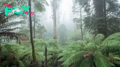 Rainforest of super trees descended from lost supercontinent Gondwana being created in Australia