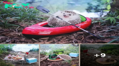 Tiny Hedgehog Goes Camping, And His Pics Are The Best Thing You’ll See Today