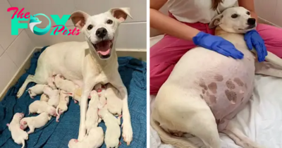 SA.An abandoned mother dog, taken to a shelter while 9 weeks pregnant, gives birth to 14 adorable puppies, showcasing a heartwarming story of hope and new beginnings.SA