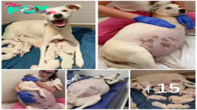 Left alone at a shelter while nine weeks pregnant, a mother dog delivers 14 adorable puppies, crafting a touching tale of new beginnings and resilience.hanh